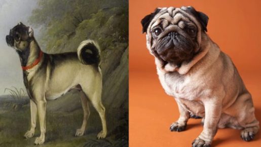 Pug is a modern breed and 100 years ago