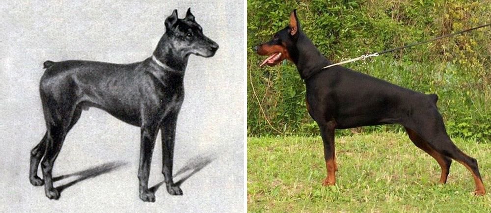 Doberman, how the breed has changed in 100 years
