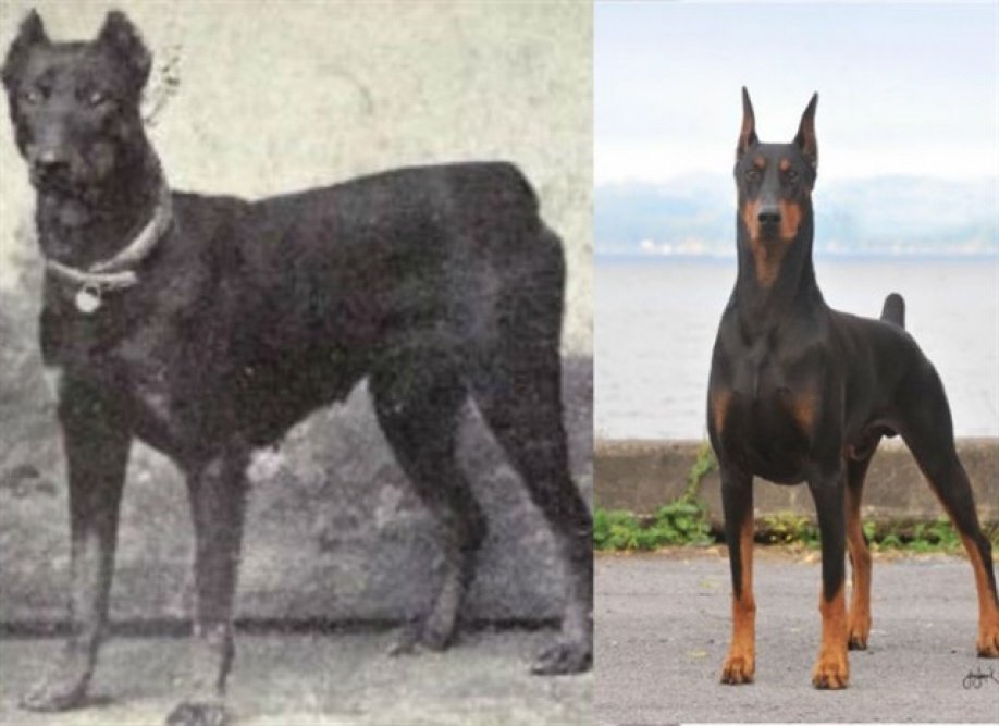 Doberman breed dogs