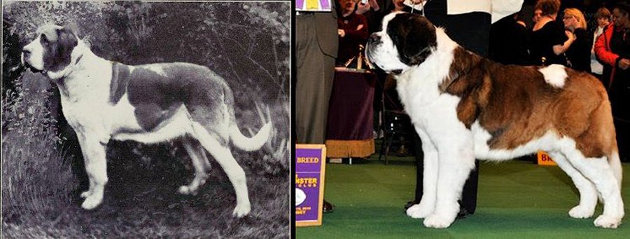 Dogs breed St. Bernard