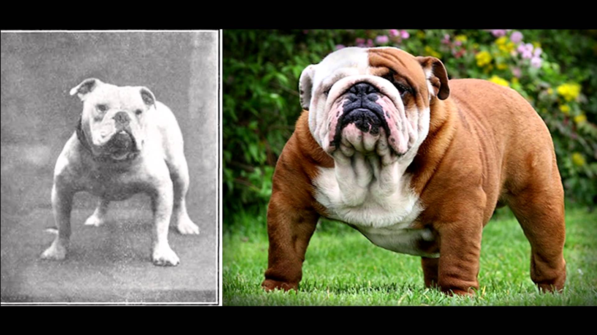English Bulldog 100 years ago and now