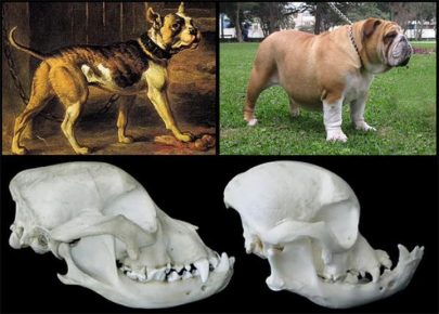 English Bulldog how the shape of the skull changed