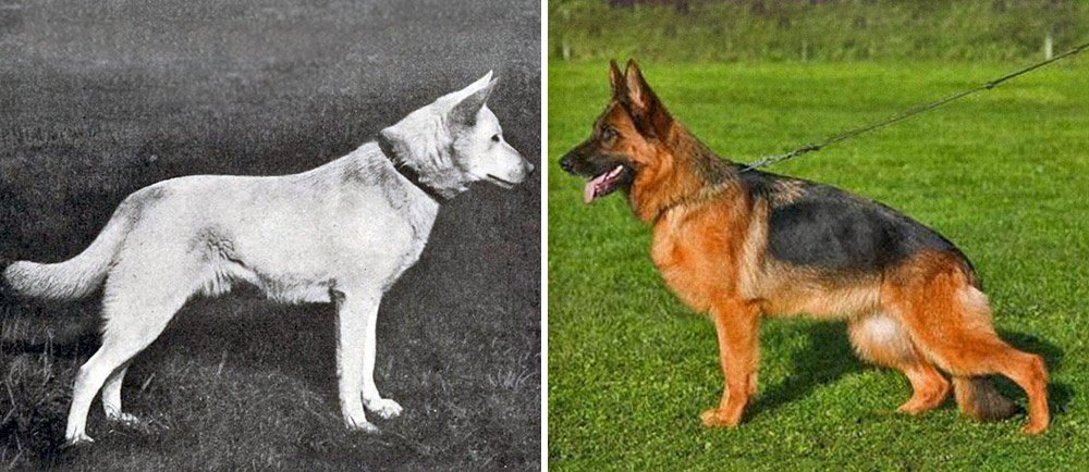German Shepherd today and 100 years ago