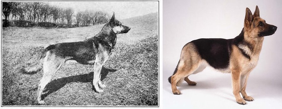 German Shepherd - breed changes for 100 years