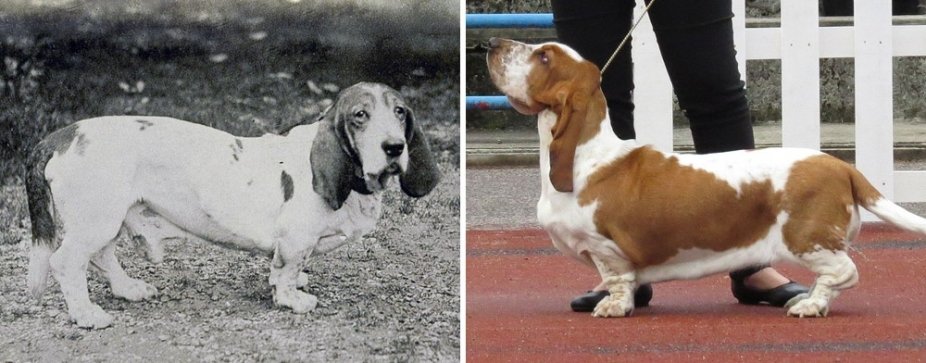 Bass Hound How Changed Over 100 Years