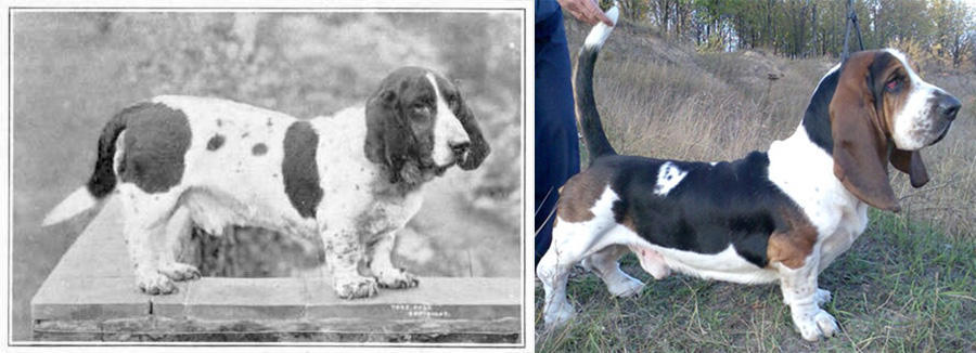 Bassend Hound today and 100 years ago