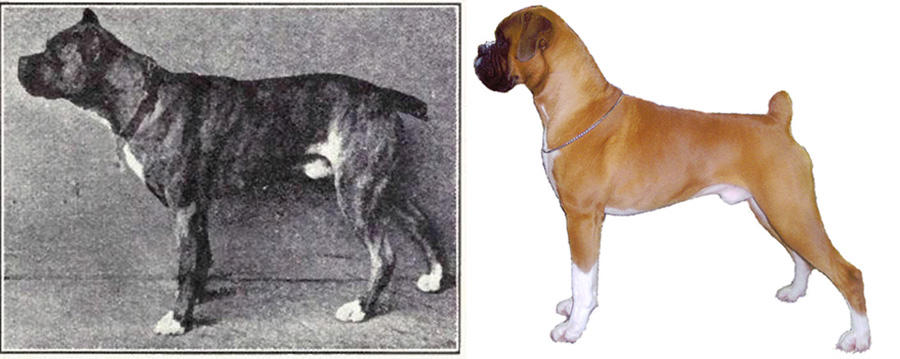 Boxer - today and 100 years ago