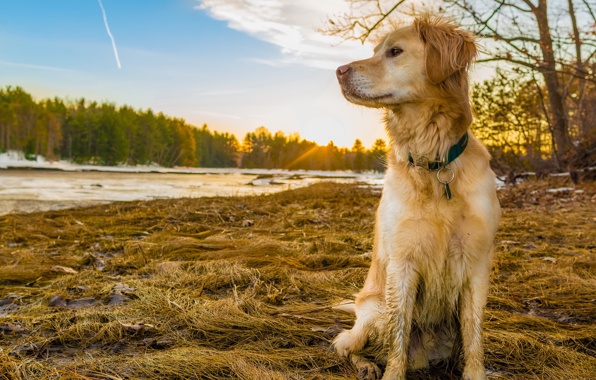 Doggy in nature