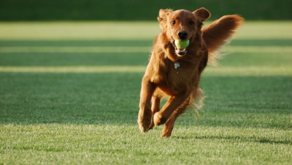 How to teach a dog Aport team