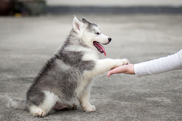How to teach a dog a team give a paw read the article