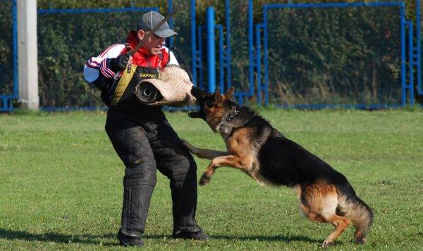 How to teach a dog a fas team