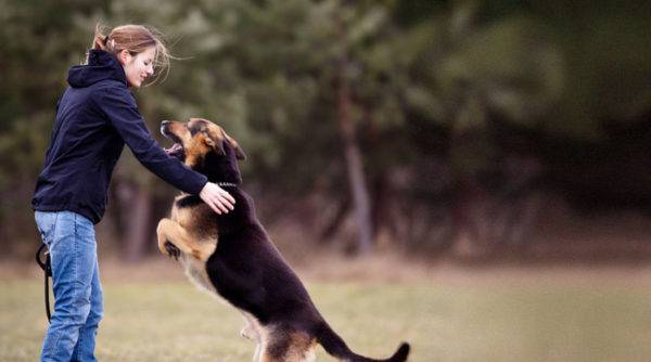 teach the dog teams