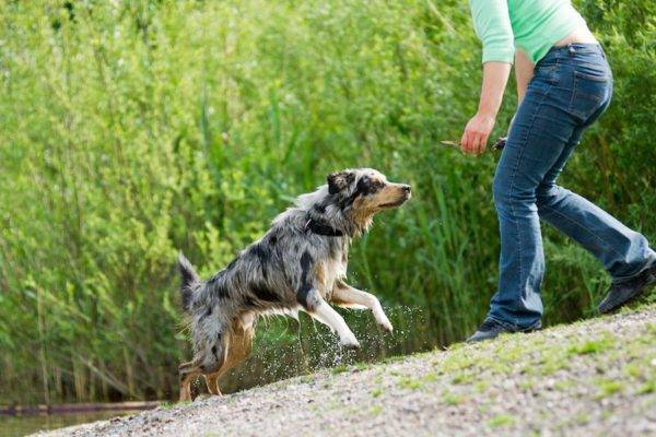 teach a dog a team to me
