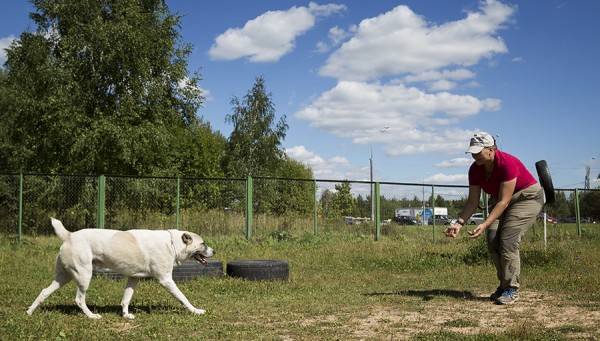 teach a dog team to me