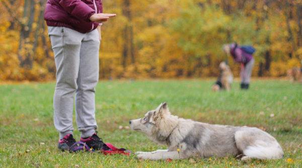 teach the dog to lie down