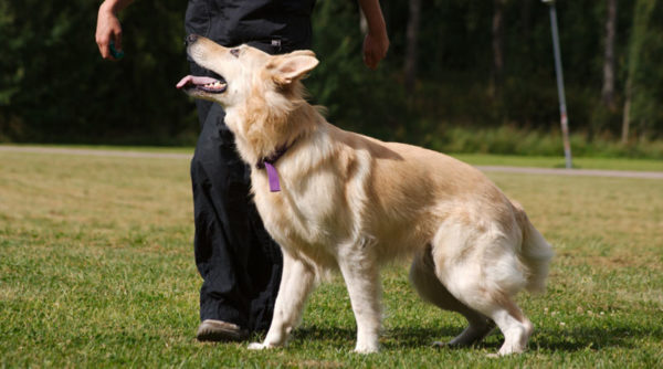 How to teach a dog a team nearby read the article