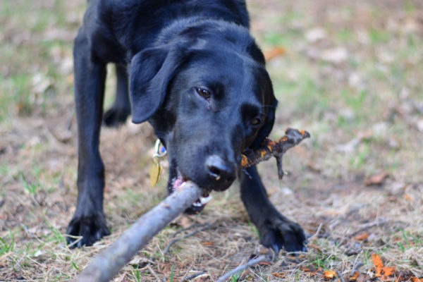 How to teach a dog to bring a stick read the article