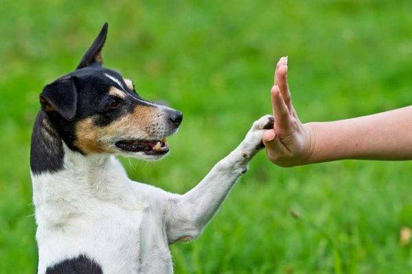 dog and man
