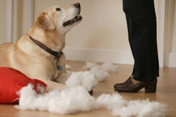 dog training