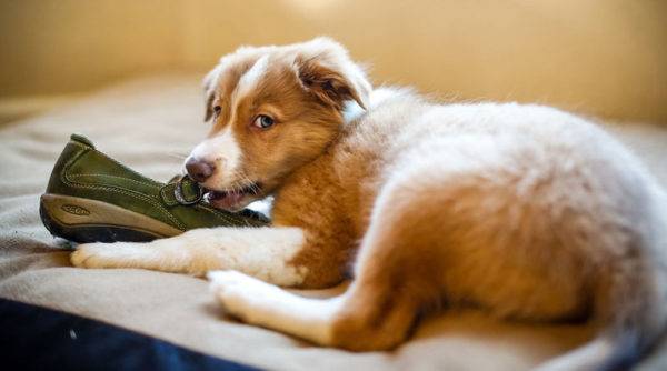 little dog nibbles a slipper