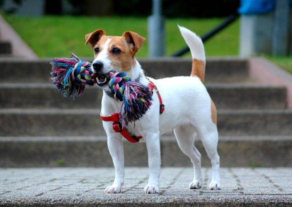 Jack Russell Terrier for a walk