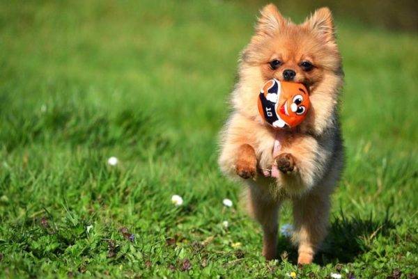 Spitz with a ball