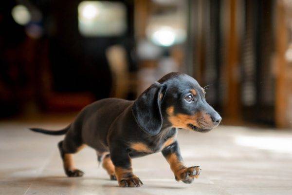 nice little dachshund