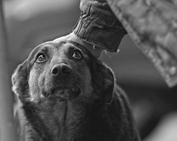They look at the dog's head