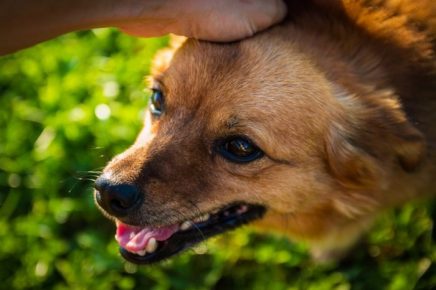 The dog is looked at the head and it grins its teeth