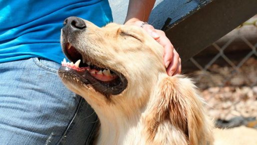 They look at the dog’s head and she’s happy.