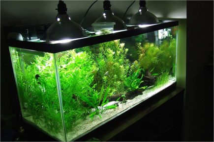 Aquarium with backlight