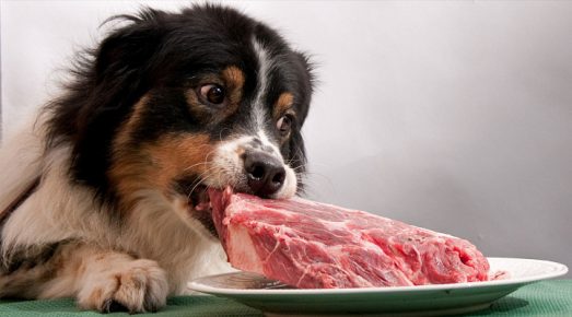 the dog eats meat