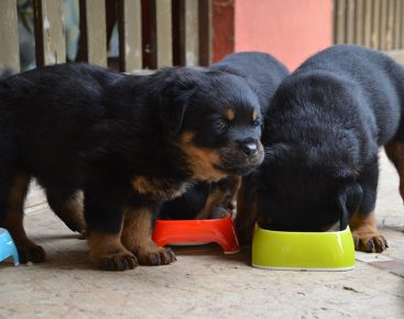 puppies eat from one bowl