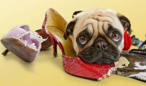 How to wean a dog to nibble things