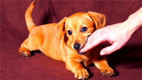 The dog nibbles things