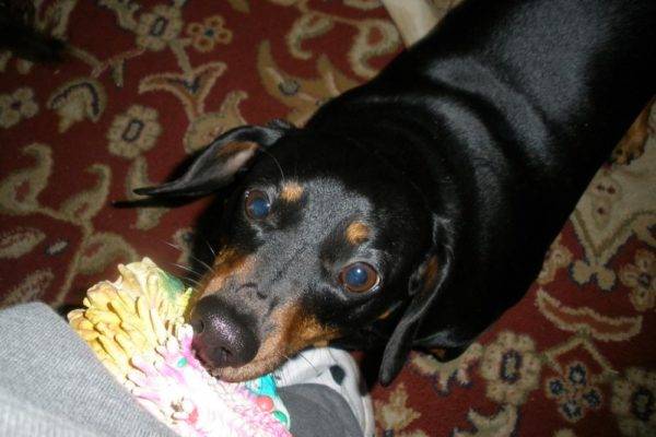 Damage to things by adult pets