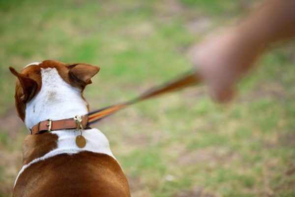 How to wean a dog pull a leash read the article