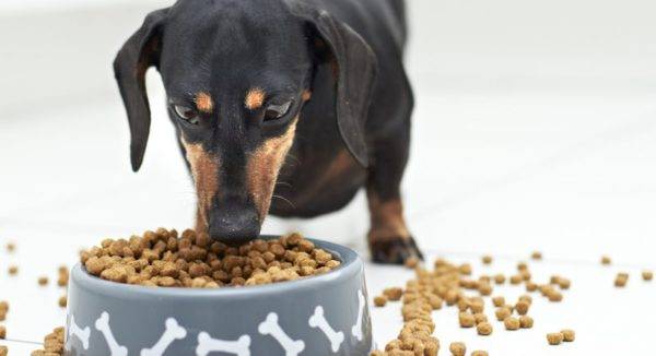 How to transfer a dog to dry food
