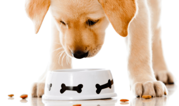 How to understand that dry food suited the dog