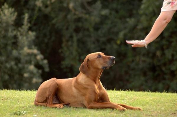 How to show the dog that you are the leader read the article