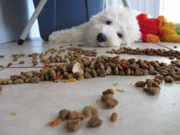 How to understand that the food does not fit the dog read the article