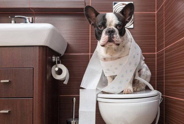 How to understand what the dog wants in the toilet read the article