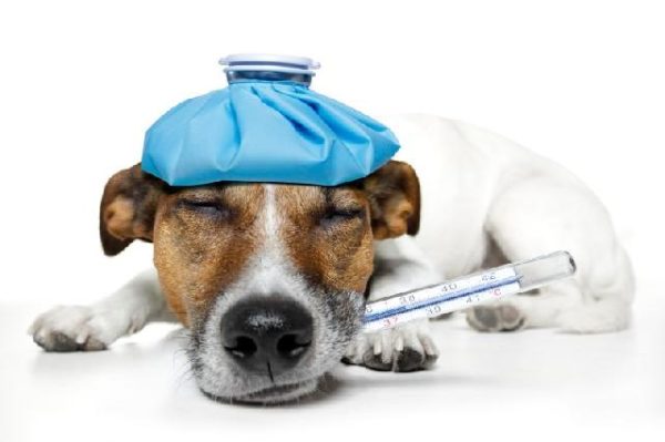 How to understand that the dog has a temperature