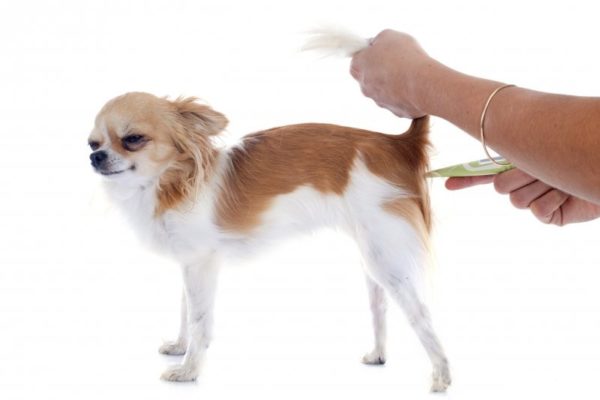 How to understand that a dog has a temperature read the article