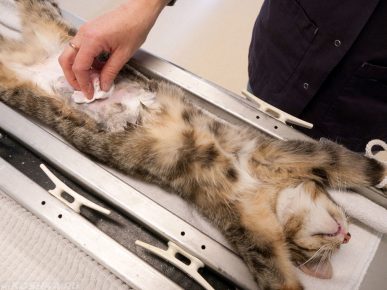 Cat Sterilization