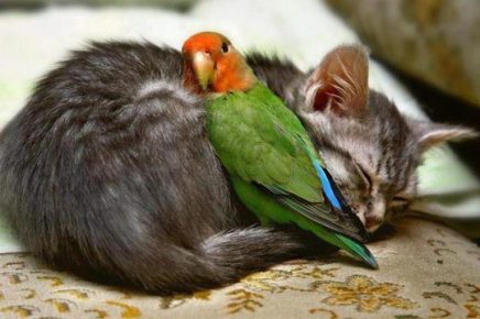 The cat and the parrot
