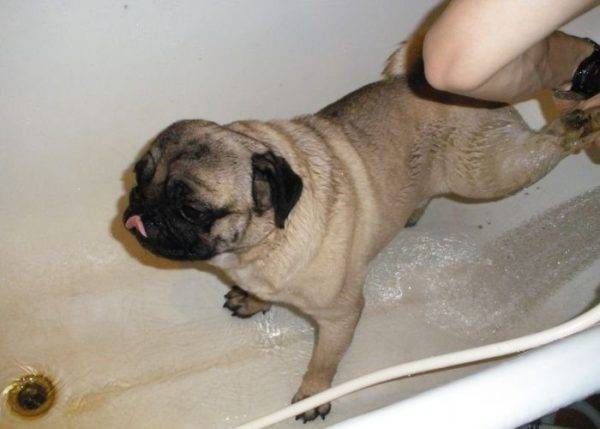 Pug Bathing