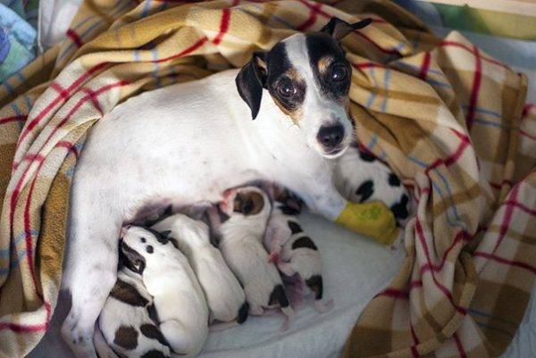puppies with mom