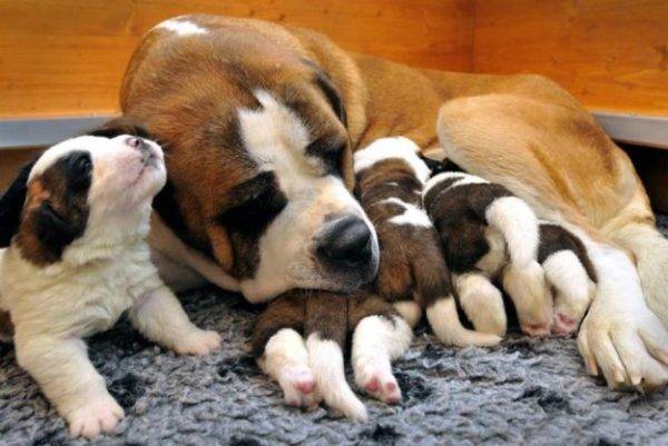 cute puppies with mom