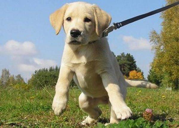 How to train a puppy to a leash